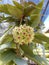 Hoya cumingiana is a succulent vine from the Philippines small leaves grow It blooms in clusters of yellow star shaped flower